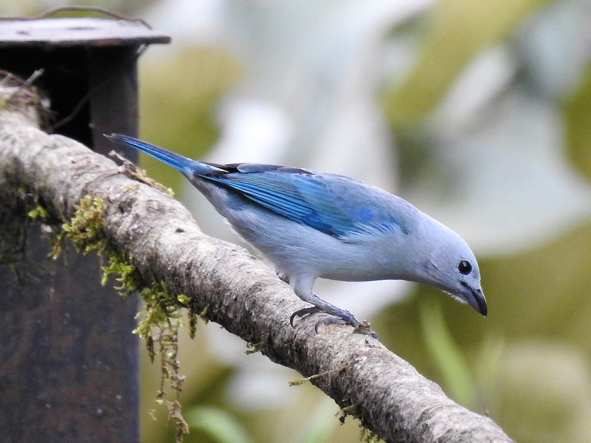 Blue-gray Tanager - ML151924981
