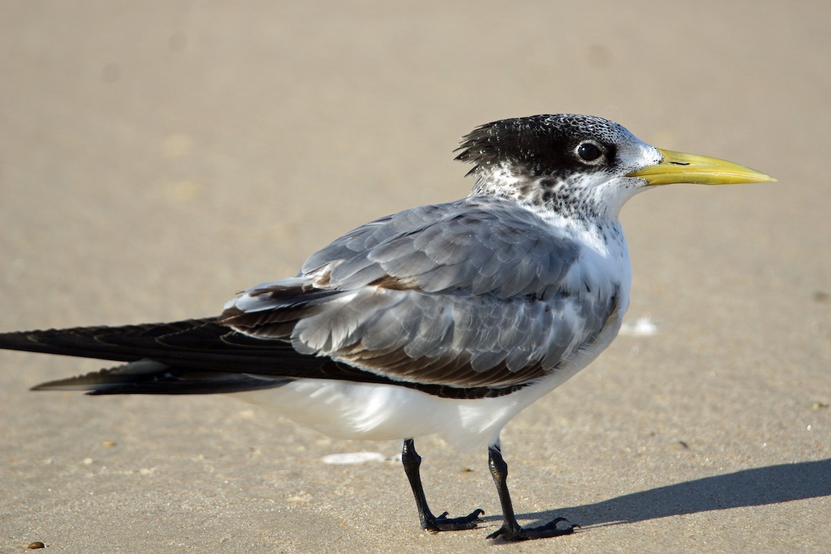 Great Crested Tern - ML151925061
