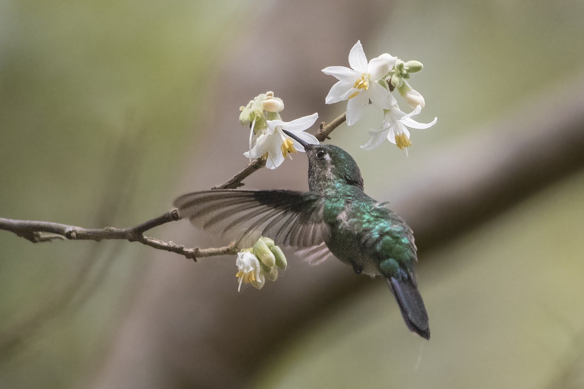 Emerald-chinned Hummingbird - ML151925131