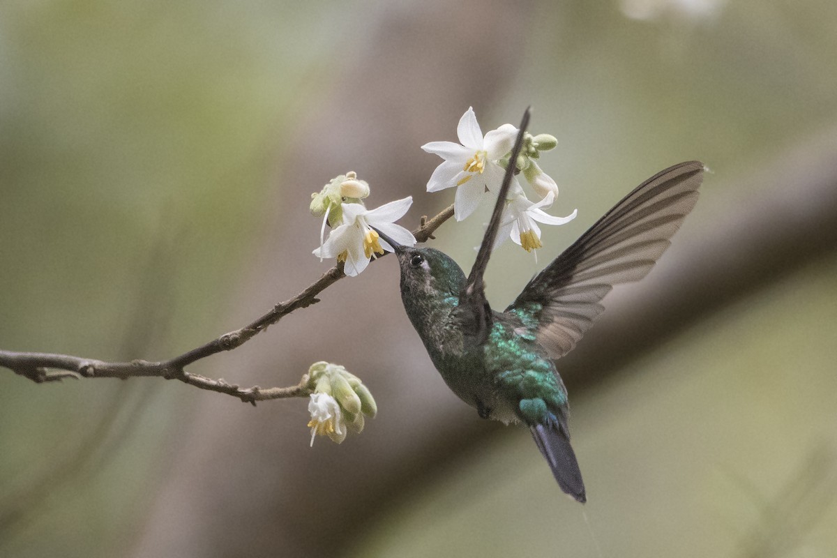 Emerald-chinned Hummingbird - ML151925141
