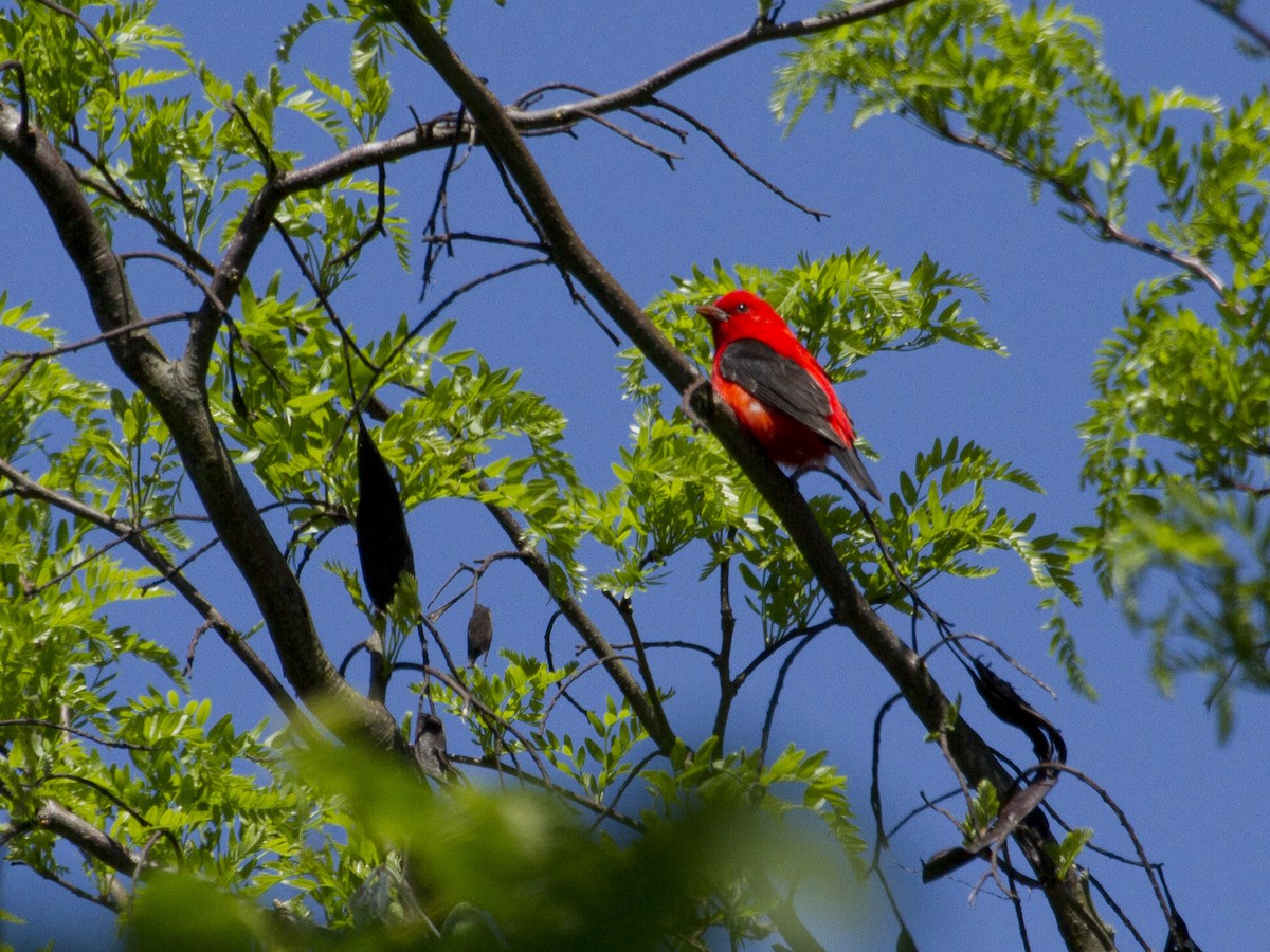 Scarlet Tanager - Phil Stouffer