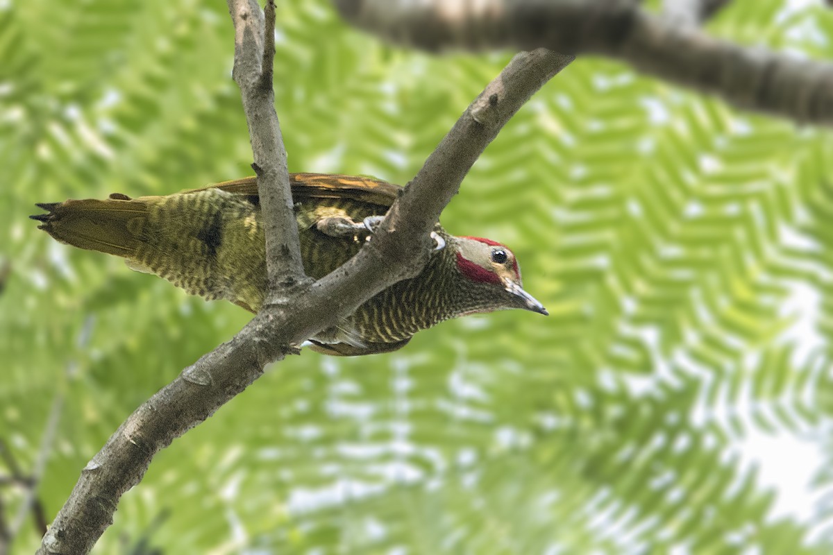 Golden-olive Woodpecker (Golden-olive) - Bradley Hacker 🦜