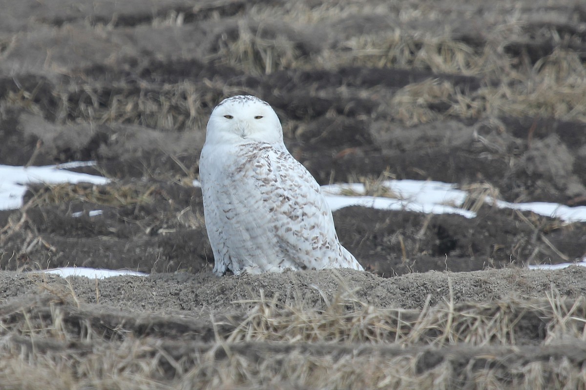 Snowy Owl - Claude Auchu