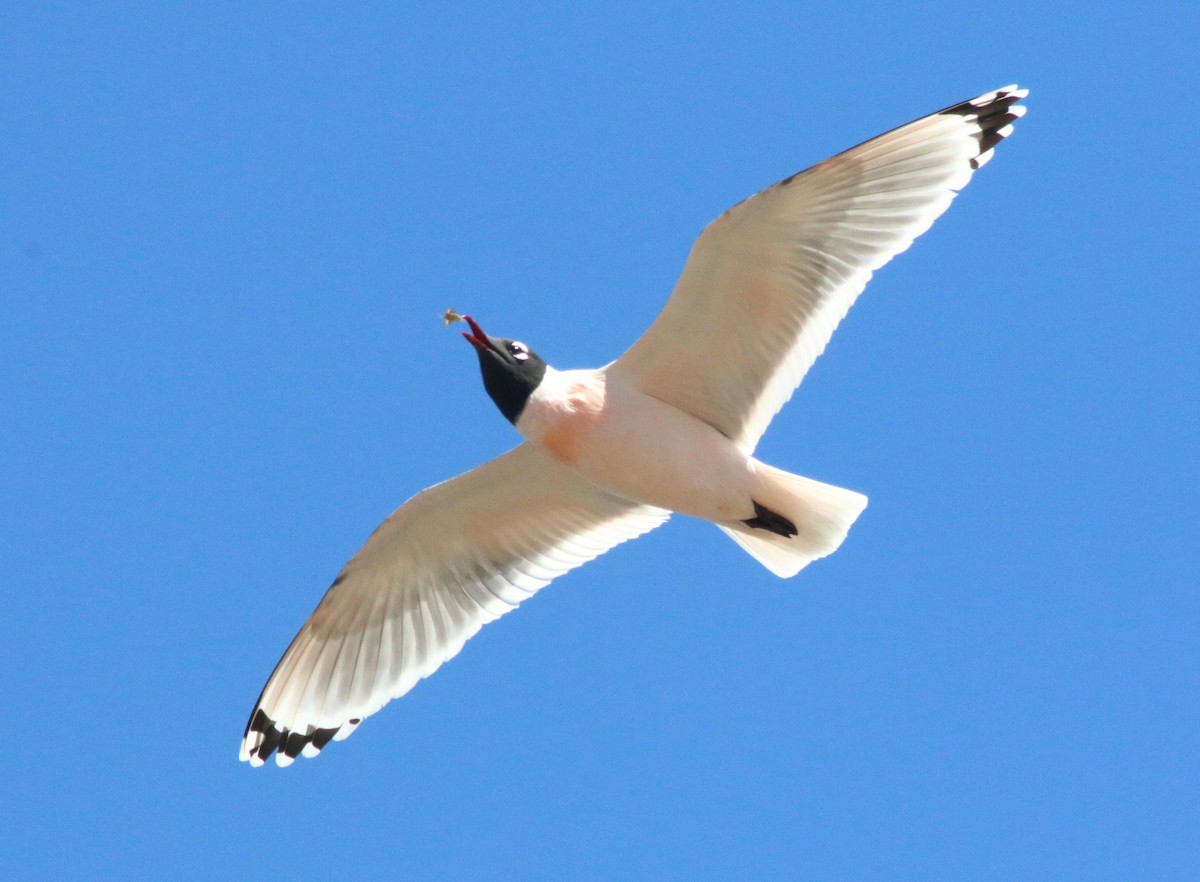 Franklin's Gull - Doug and Diane Iverson
