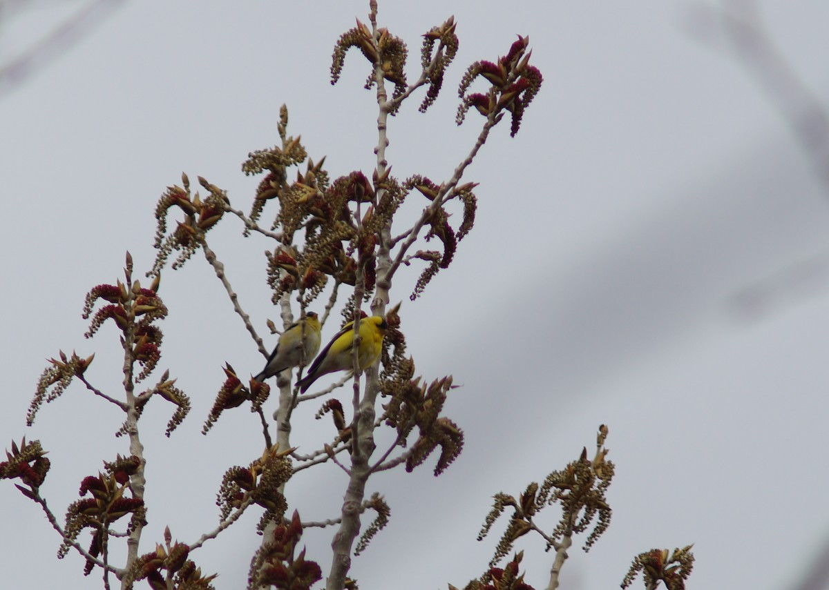 American Goldfinch - Claire H