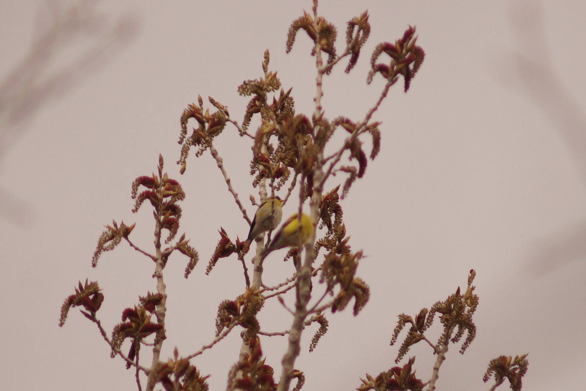 American Goldfinch - Claire H