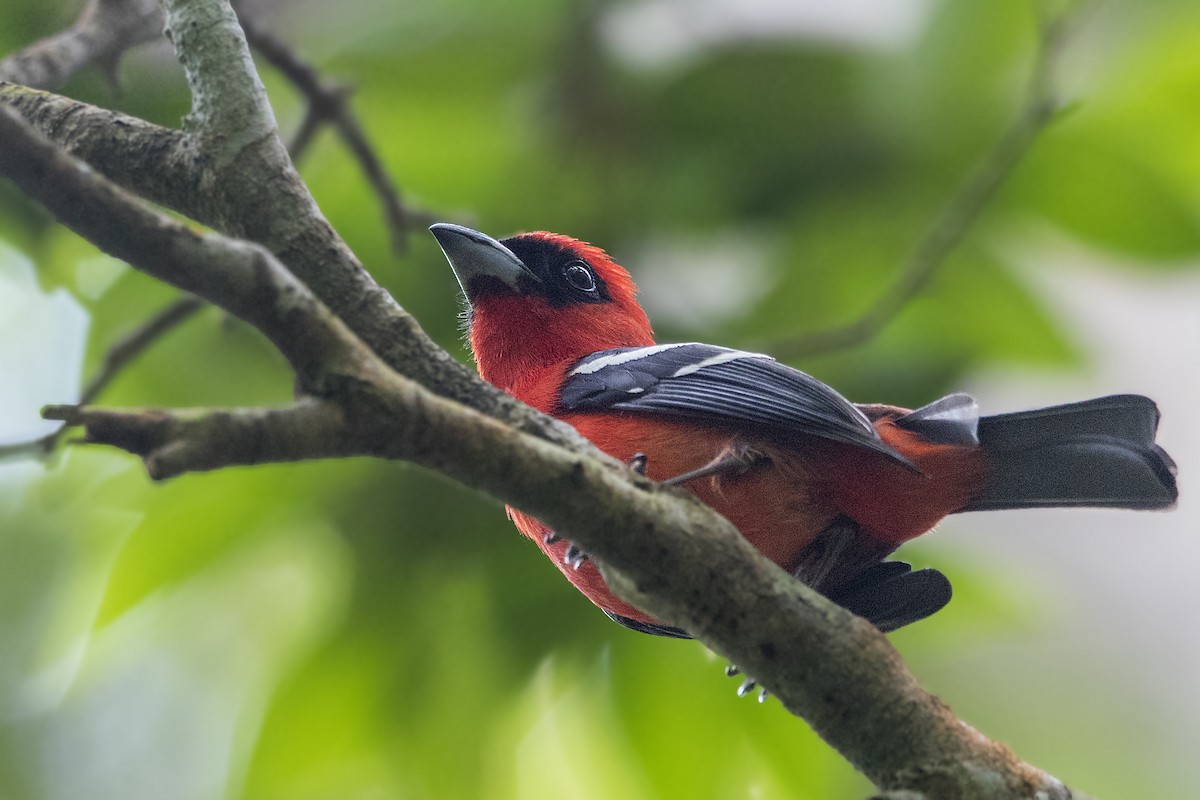 White-winged Tanager - ML151928181