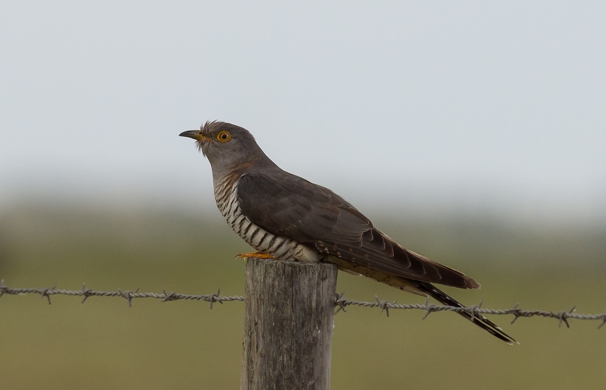 Common Cuckoo - Rui Pereira | Portugal Birding