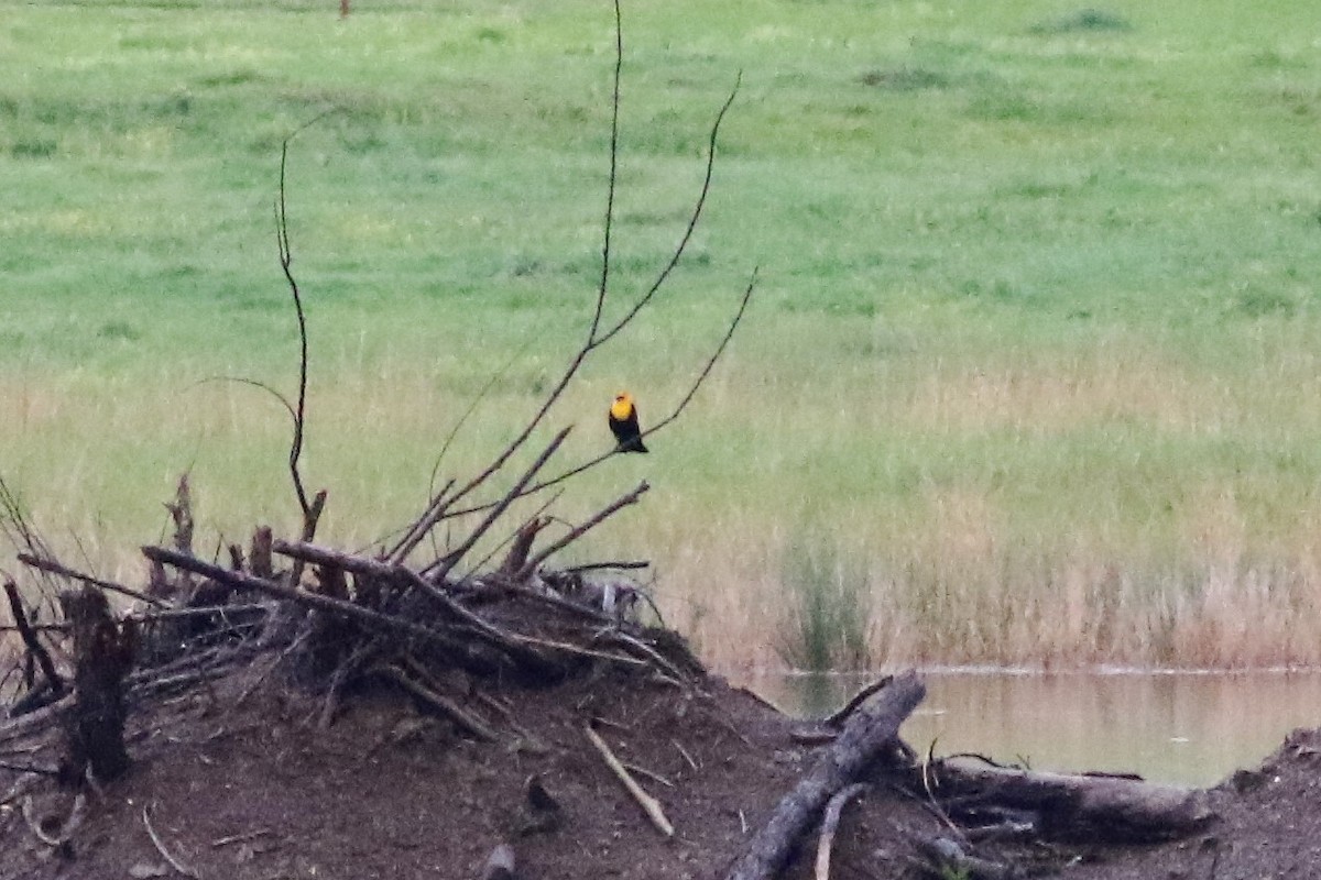 Yellow-headed Blackbird - Ronald Goddard