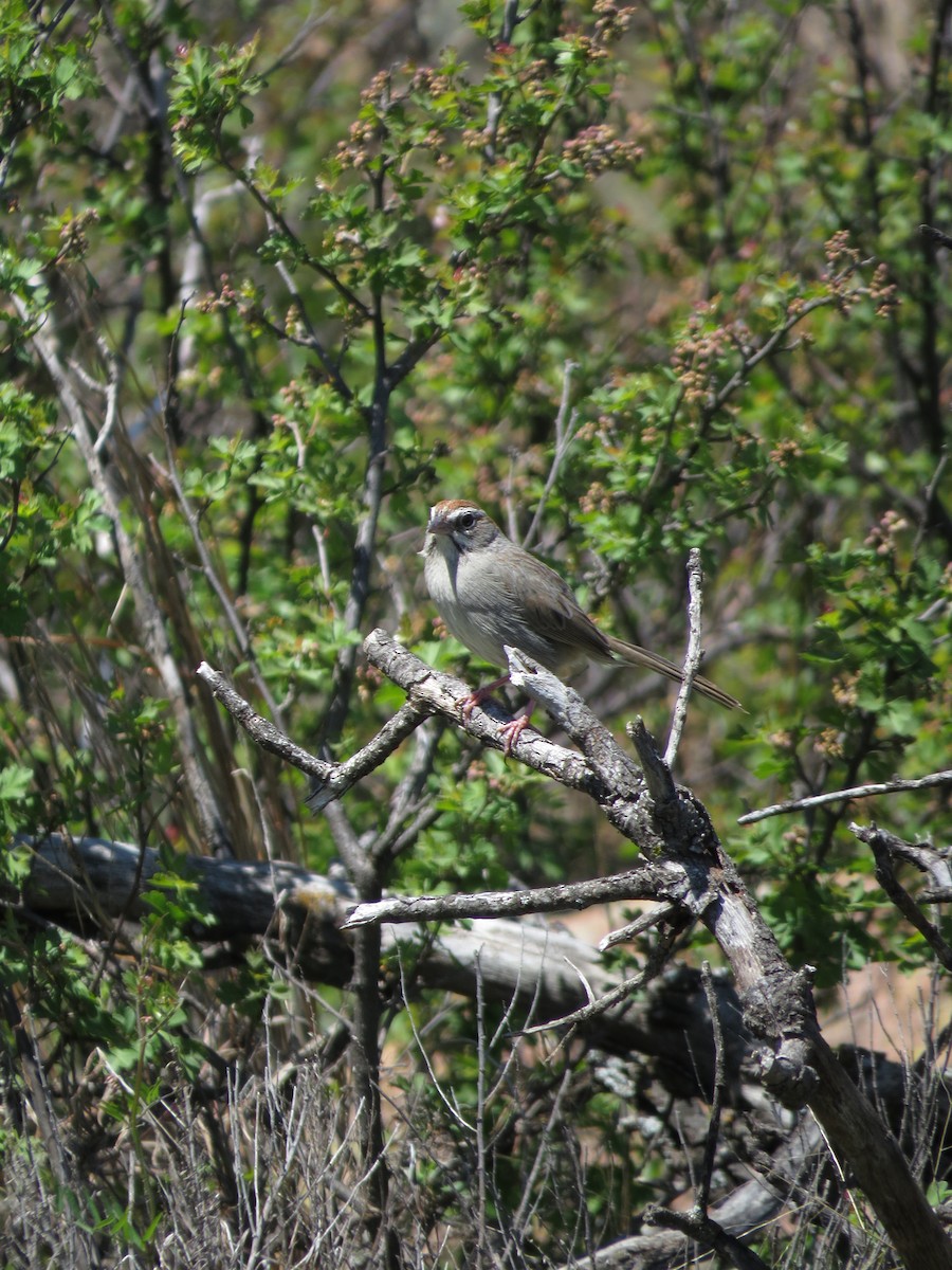 Rufous-crowned Sparrow - Billi Krochuk