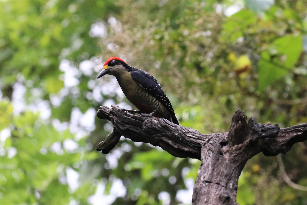 Black-cheeked Woodpecker - ML151929881