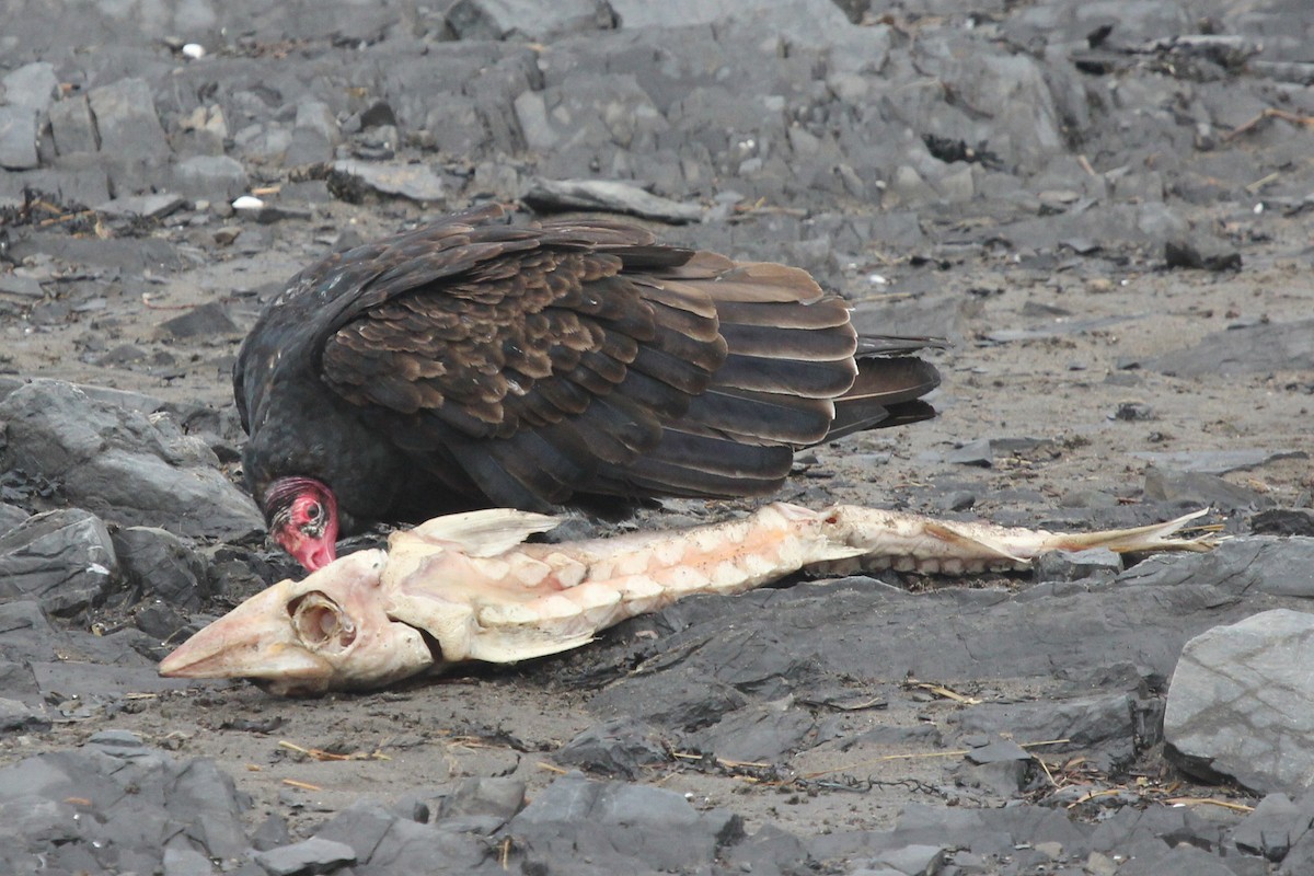 Turkey Vulture - Christiane Girard