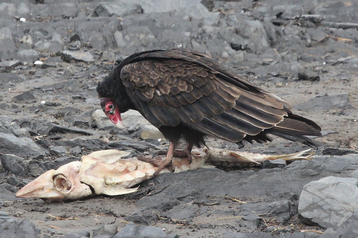 Turkey Vulture - Christiane Girard