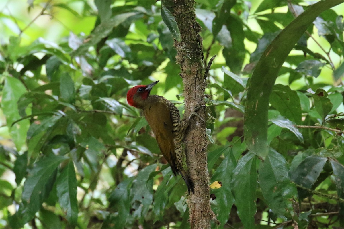 Rufous-winged Woodpecker - ML151930531
