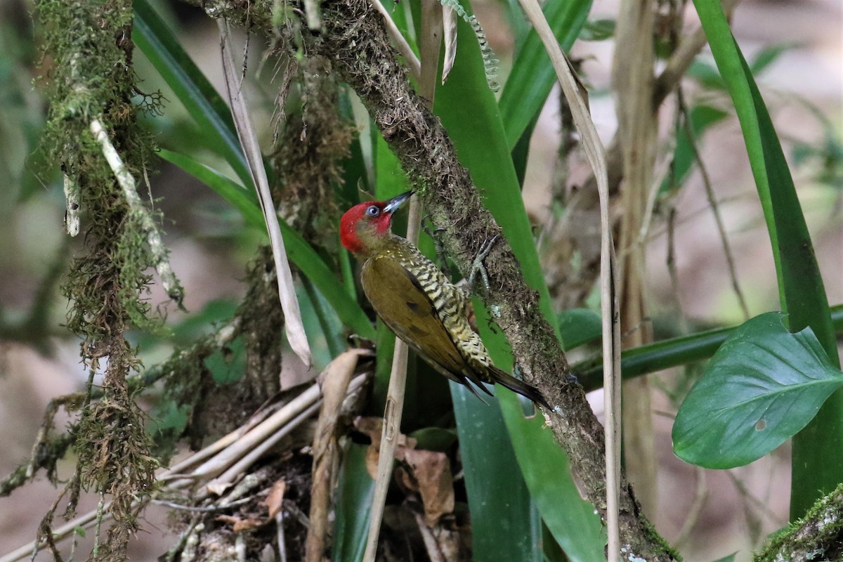 Rufous-winged Woodpecker - Dan Orr
