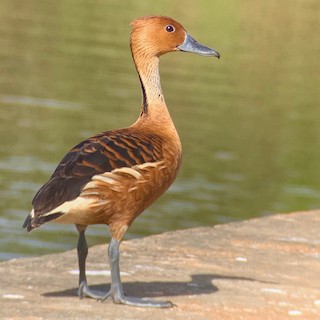 Fulvous Whistling-Duck, ML151930981