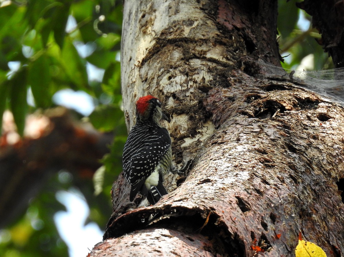 Black-cheeked Woodpecker - ML151931901
