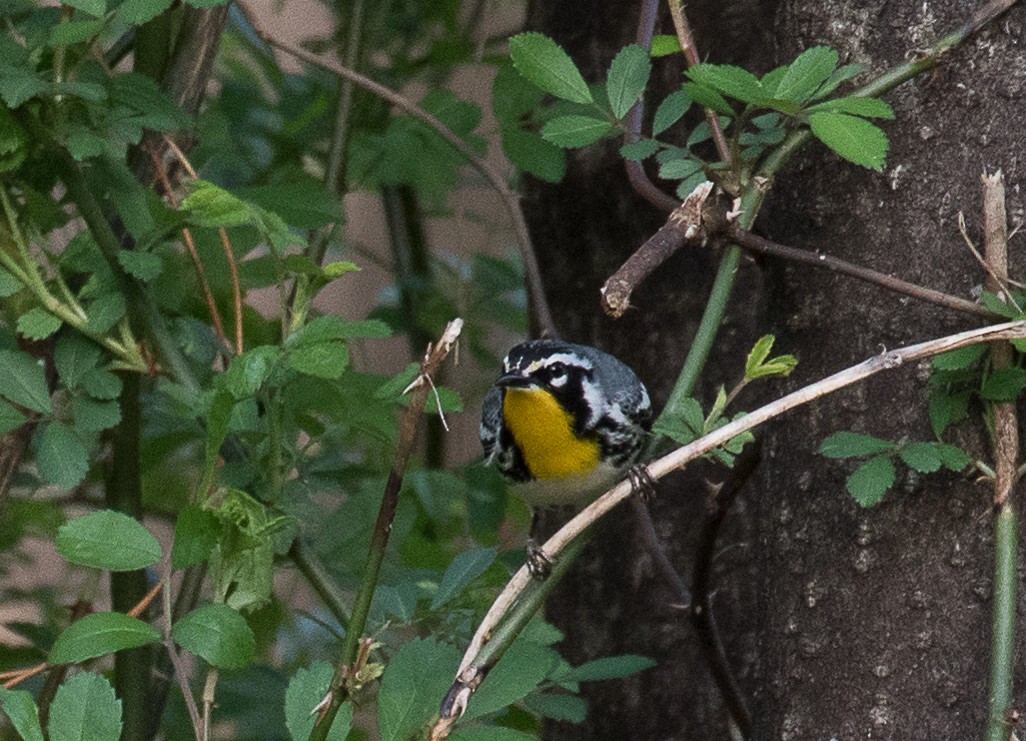 Yellow-throated Warbler - Lynette Spence