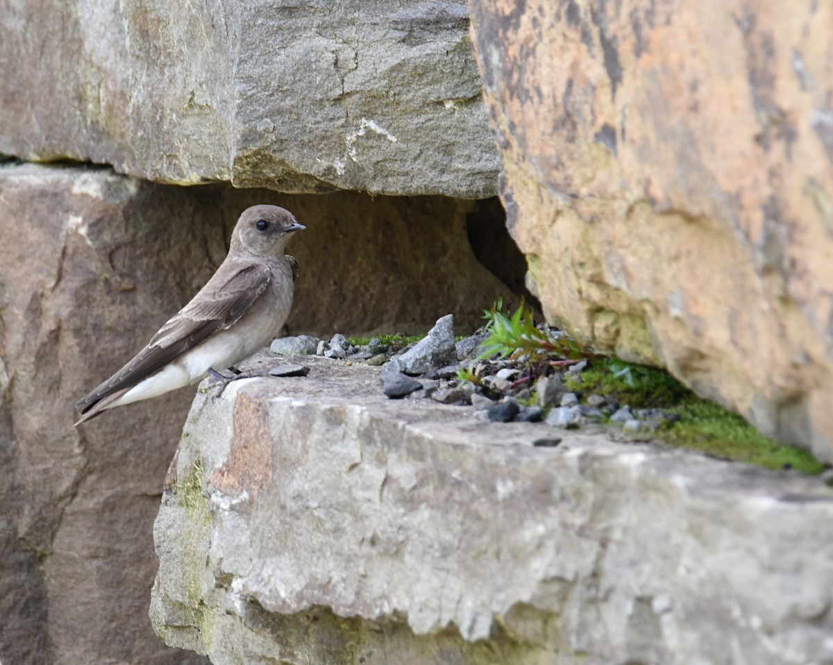 Northern Rough-winged Swallow - ML151932181