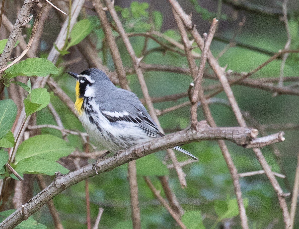 Yellow-throated Warbler - Lynette Spence
