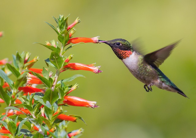 Plumages, Molts, and Structure - Ruby-throated Hummingbird - Archilochus  colubris - Birds of the World