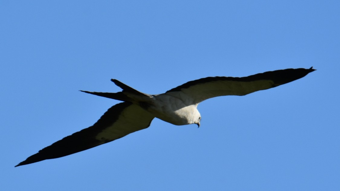 Swallow-tailed Kite - ML151933771