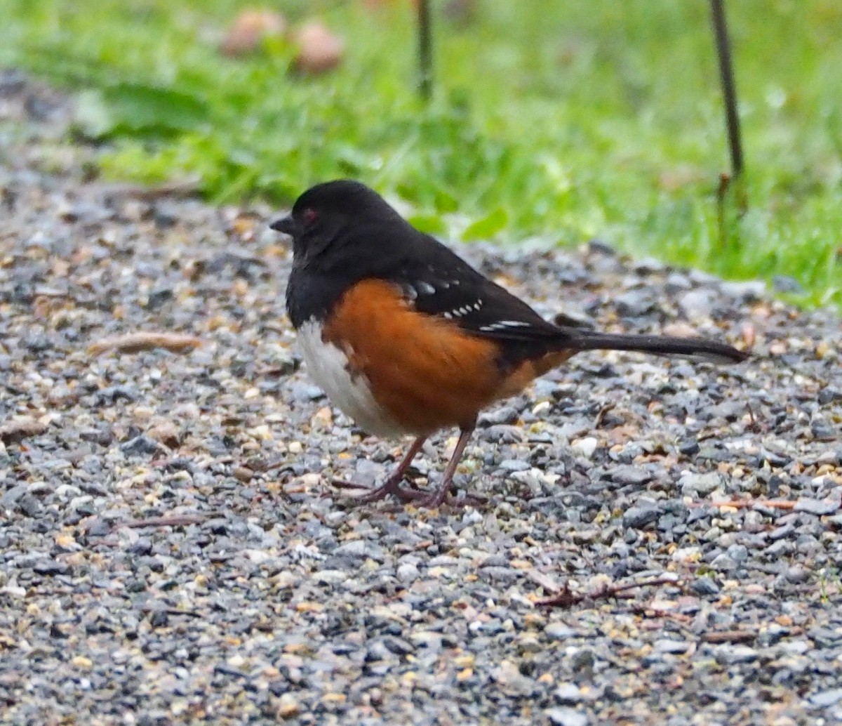 Spotted Towhee - Bob Foehring