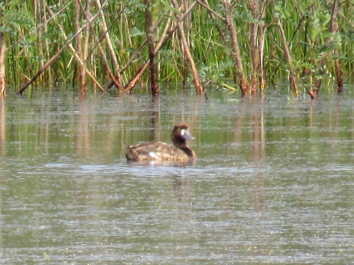 Greater Scaup - ML151933851