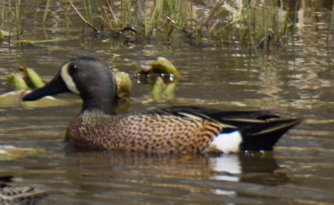 Blue-winged Teal - MiMi Hoffmaster 🦩👀👂