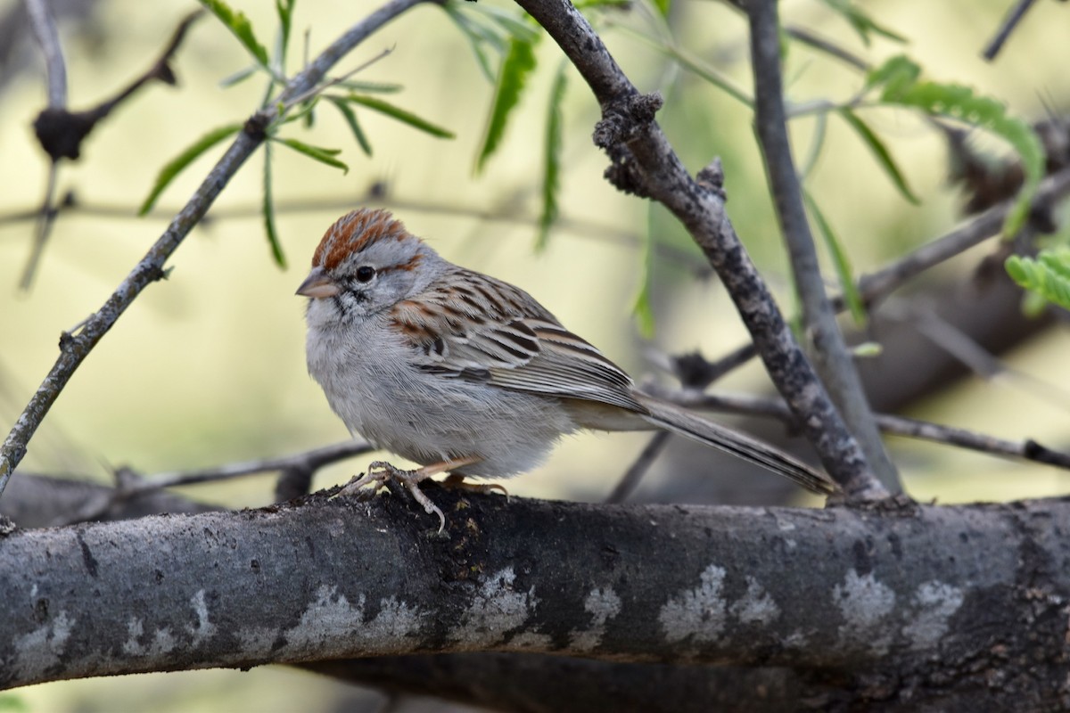 Rufous-winged Sparrow - Brad Sale