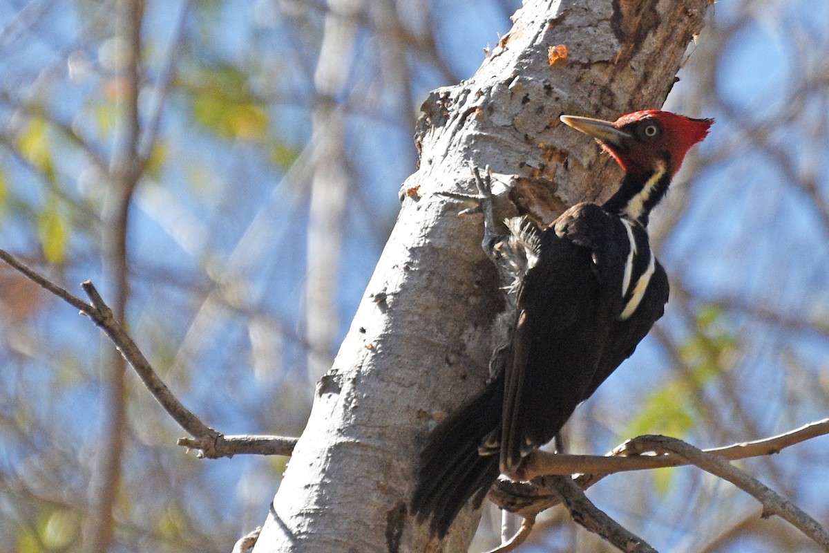 Pale-billed Woodpecker - ML151934851