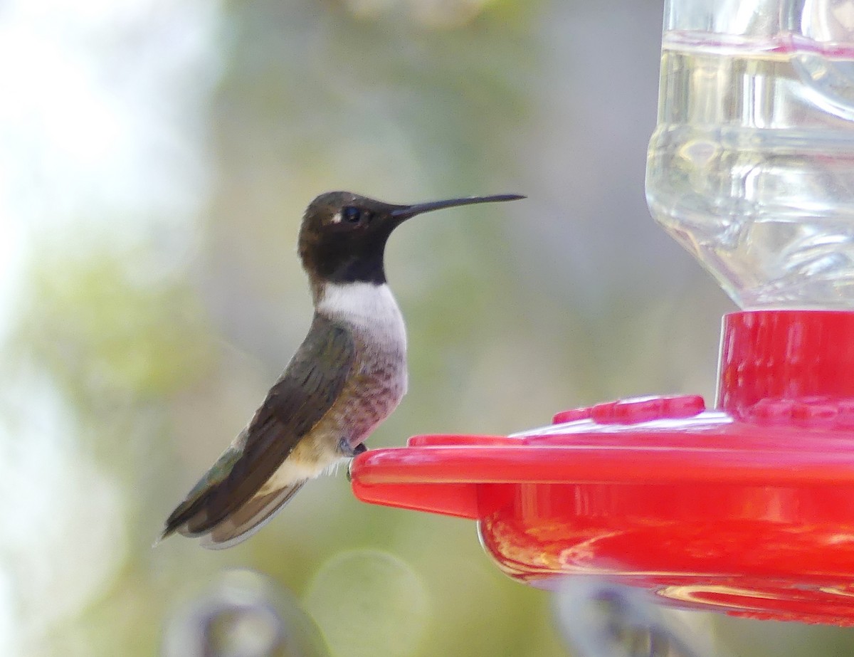 Black-chinned Hummingbird - Marcie Mason