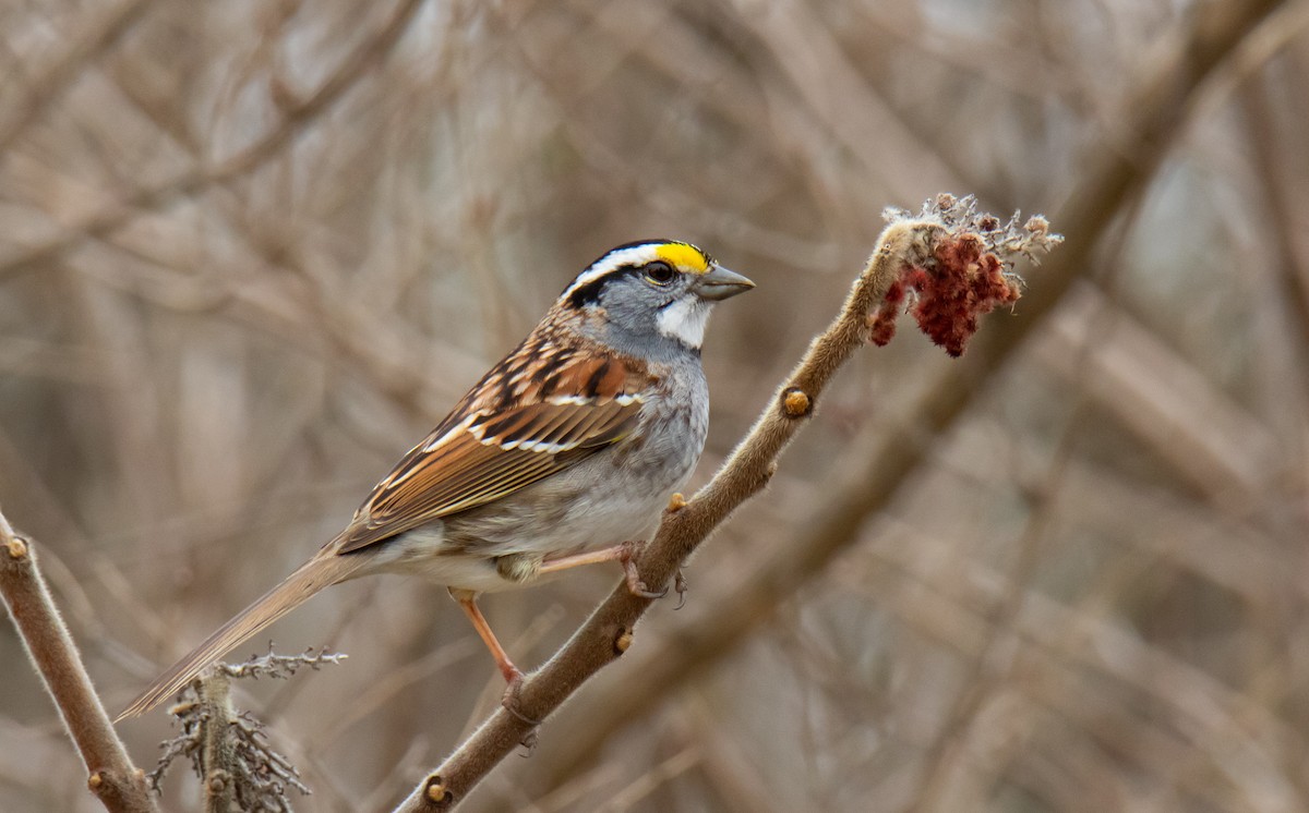 White-throated Sparrow - Paul Brooks