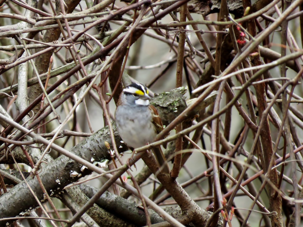 White-throated Sparrow - ML151935501