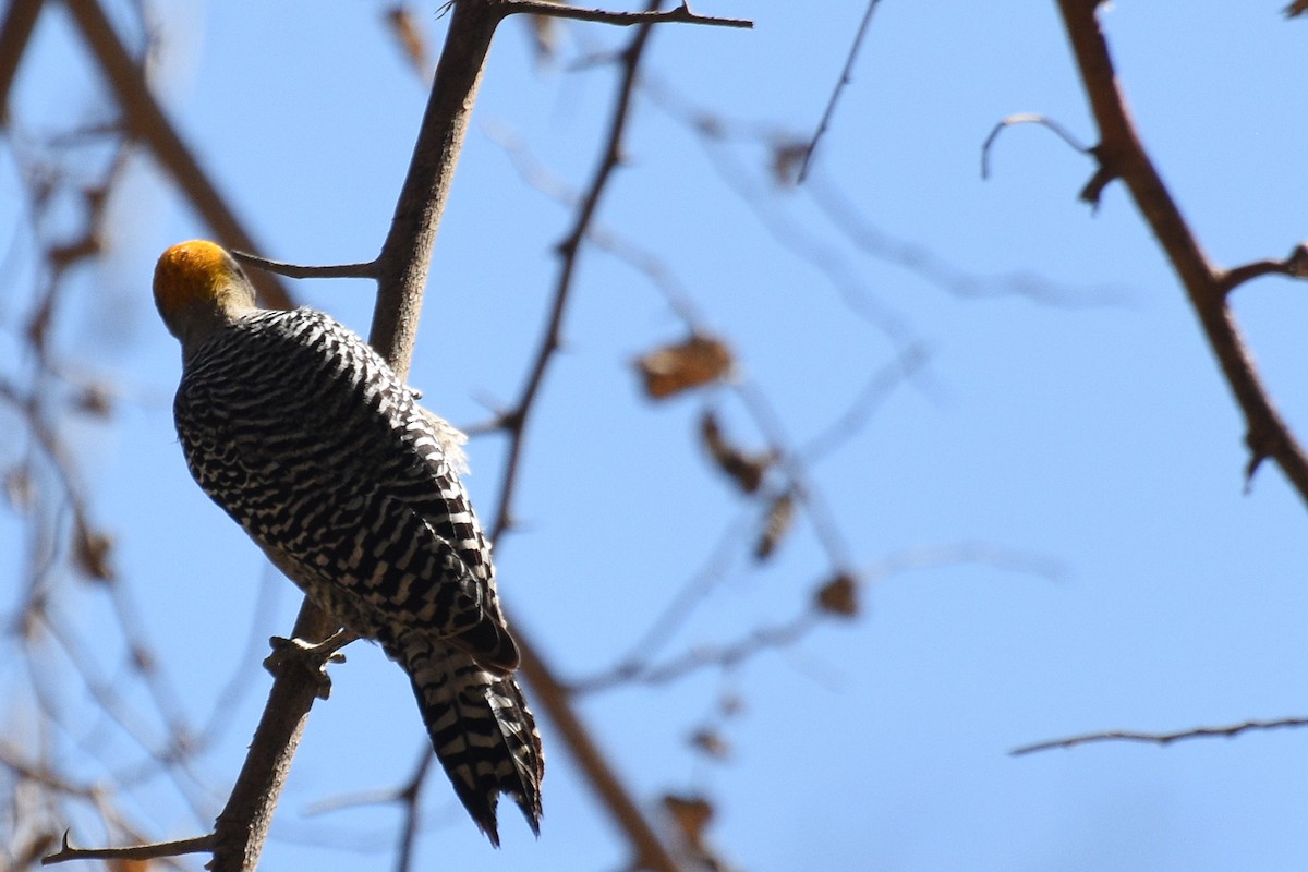 Golden-cheeked Woodpecker - ML151935621
