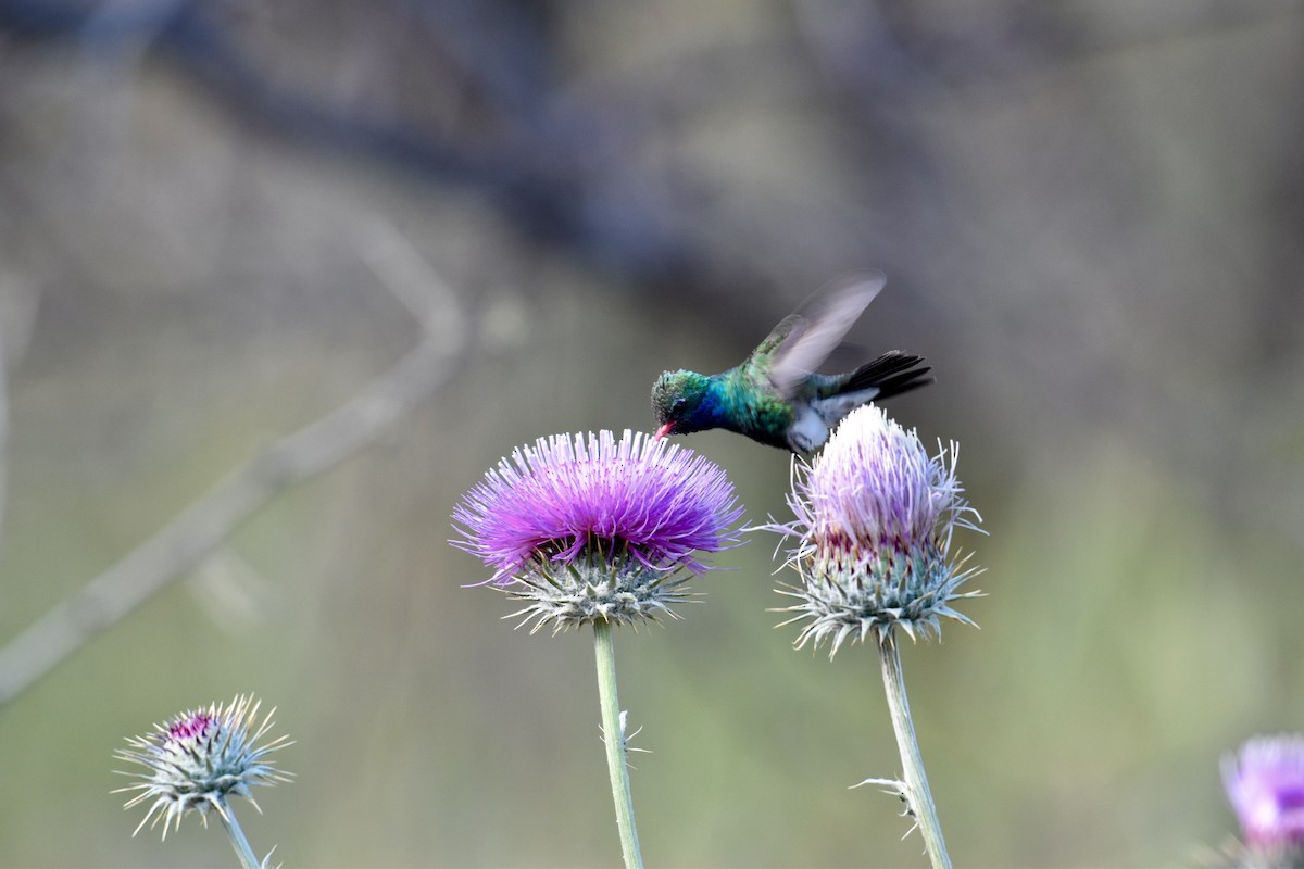 Broad-billed Hummingbird - Brad Sale