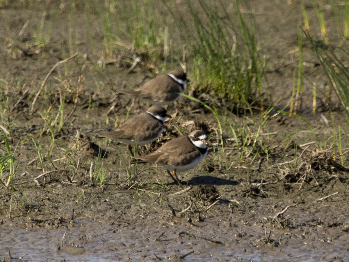 Semipalmated Plover - ML151936561