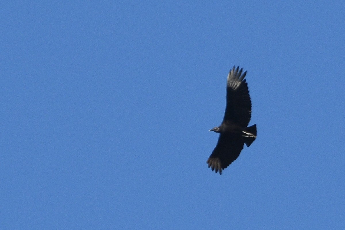 Black Vulture - ML151936781