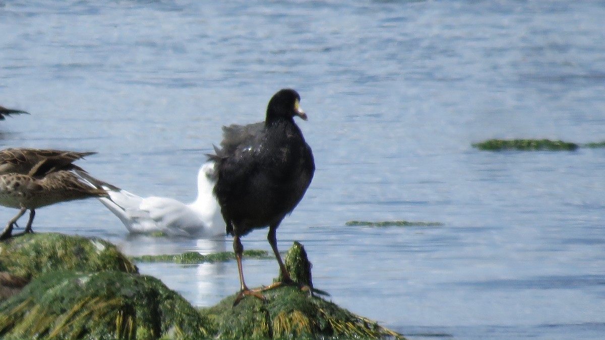 Giant Coot - ML151936861