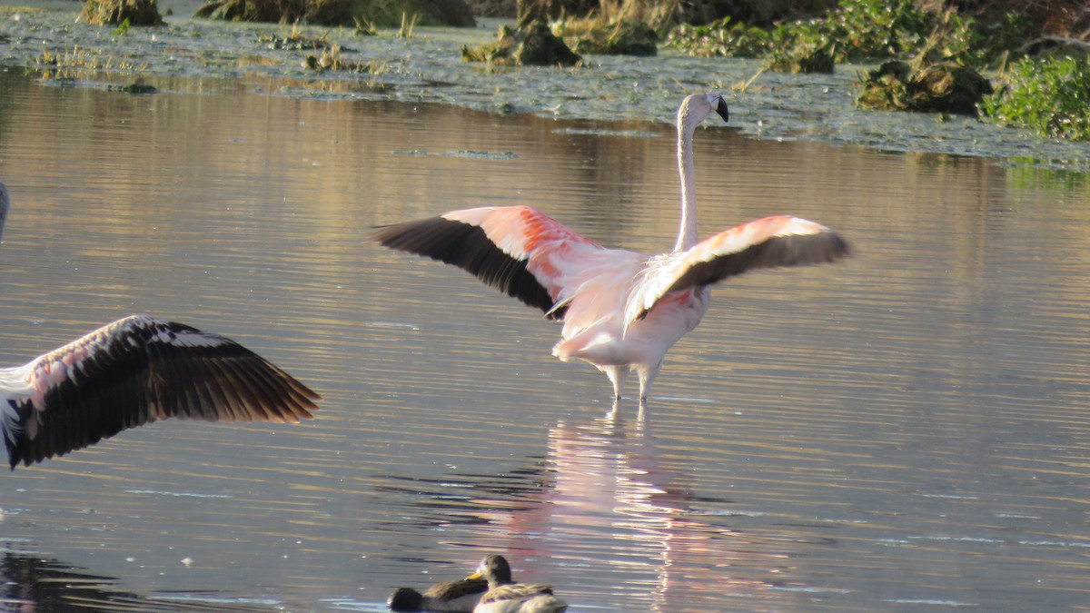 Şili Flamingosu - ML151937021
