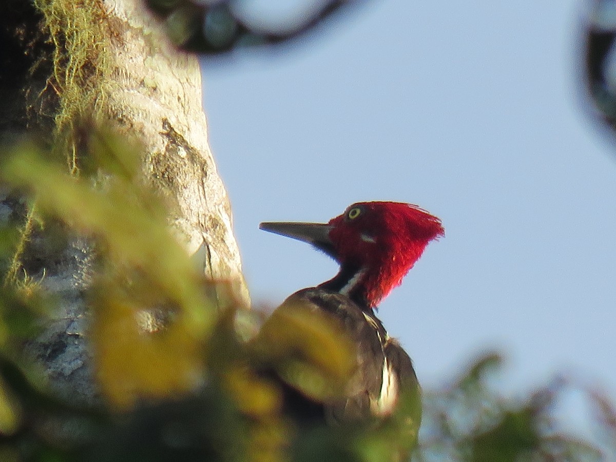 Guayaquil Woodpecker - Keith Leonard