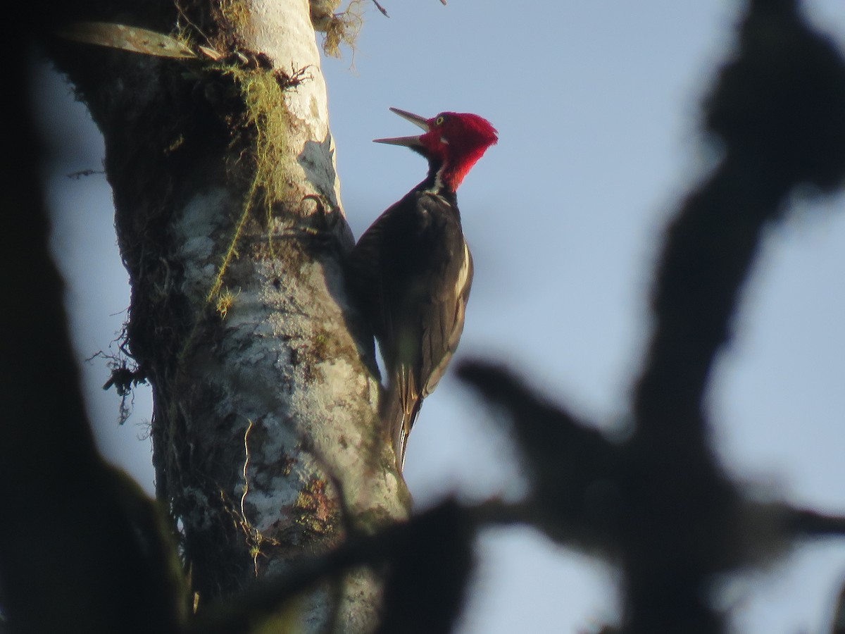Guayaquil Woodpecker - Keith Leonard