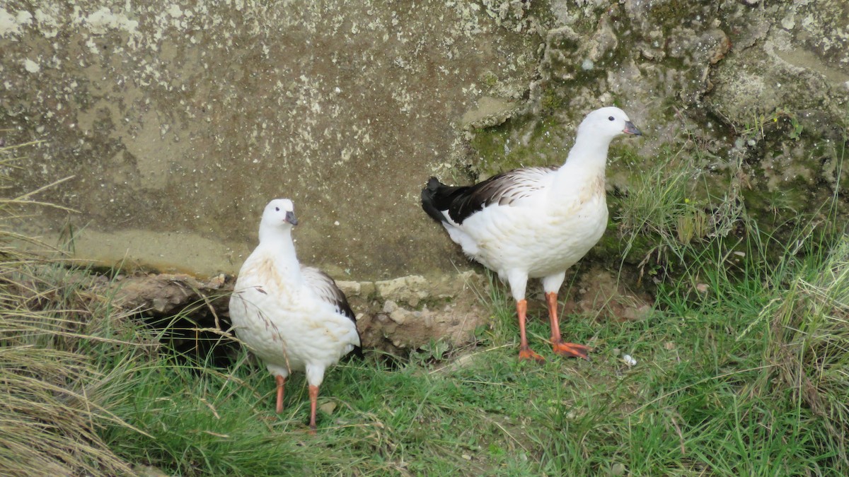 Andean Goose - ML151938321