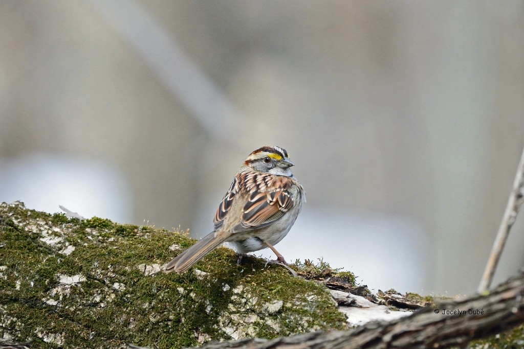 White-throated Sparrow - Jocelyn Dubé