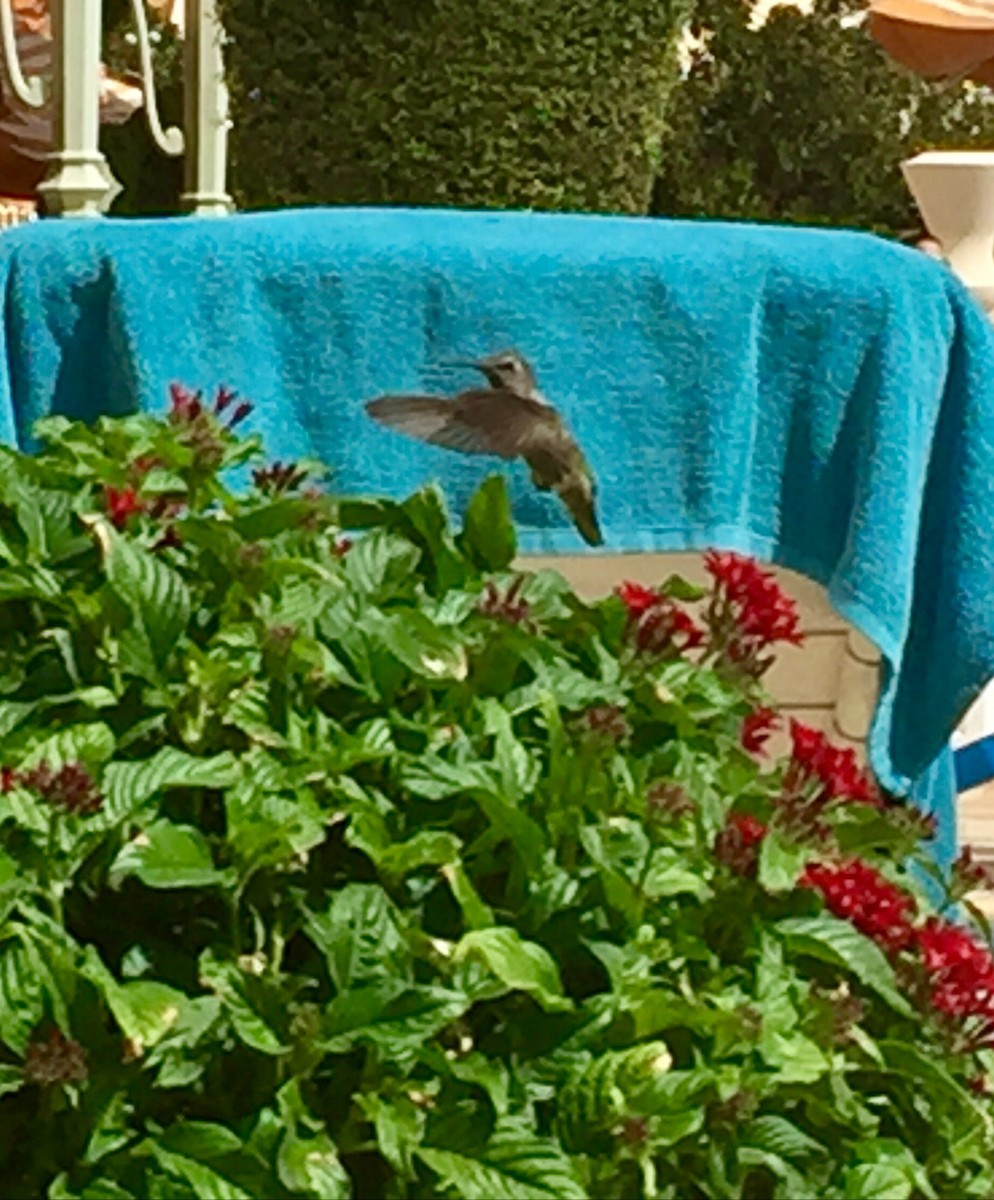 Black-chinned Hummingbird - william oneil