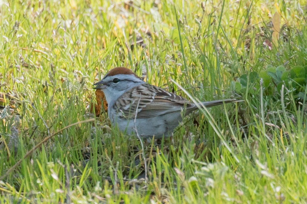 Chipping Sparrow - MarieRoyer Royer