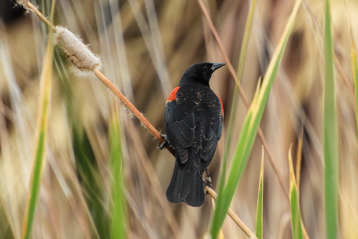Red-winged Blackbird - Susan Voelker