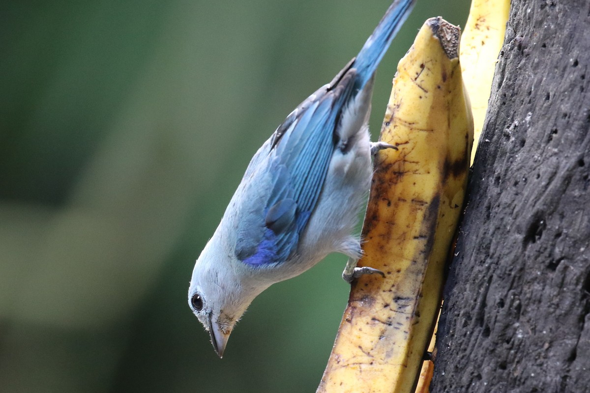Blue-gray Tanager - ML151941141