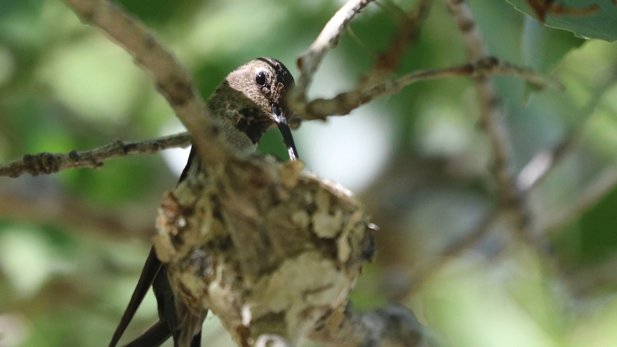 Anna's Hummingbird - Sandi Templeton