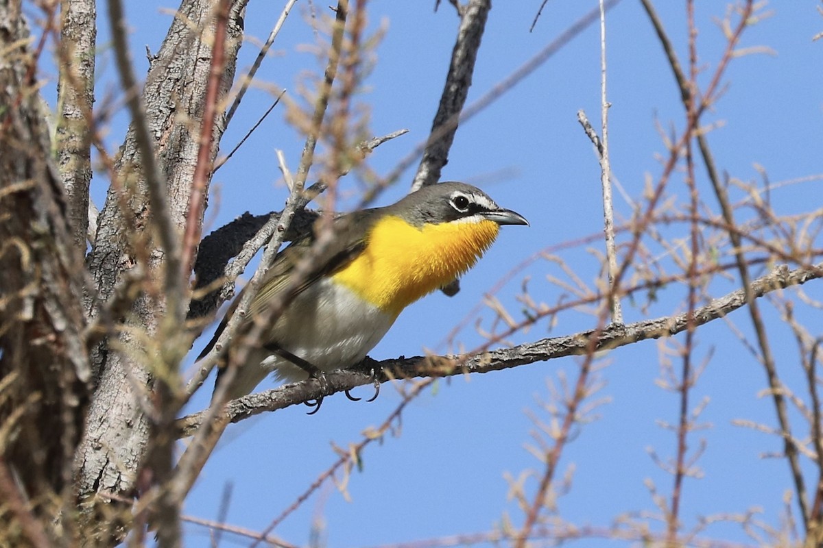 Yellow-breasted Chat - Sandi Templeton